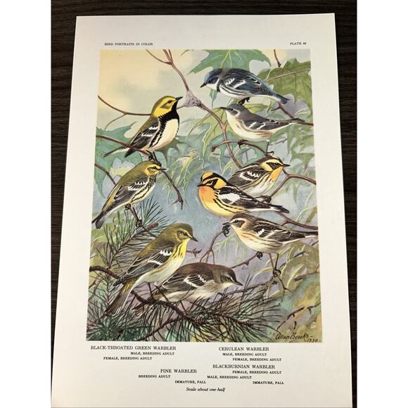 VTG Warbler Bookplate Allan Brooks Lithograph Bird Portraits In Color - Picture 3 of 10